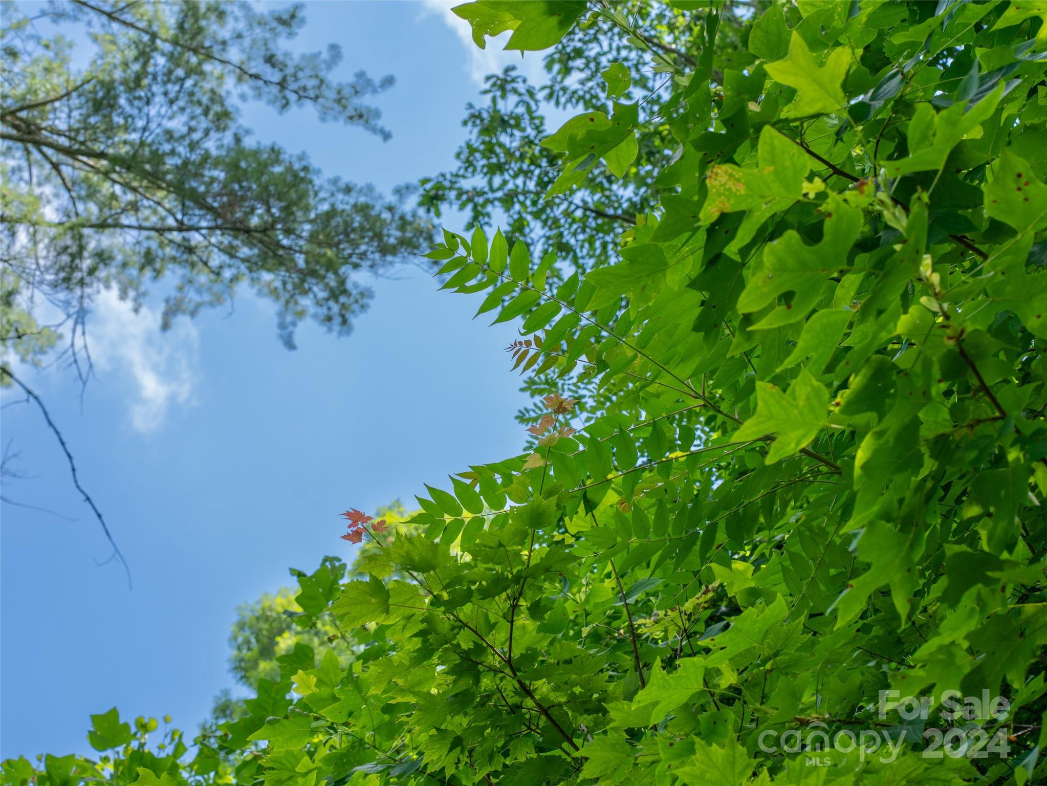 99999 Solitude Ridge Swannanoa, NC 28778 - Photo 11 of 19 Gallery Image 11