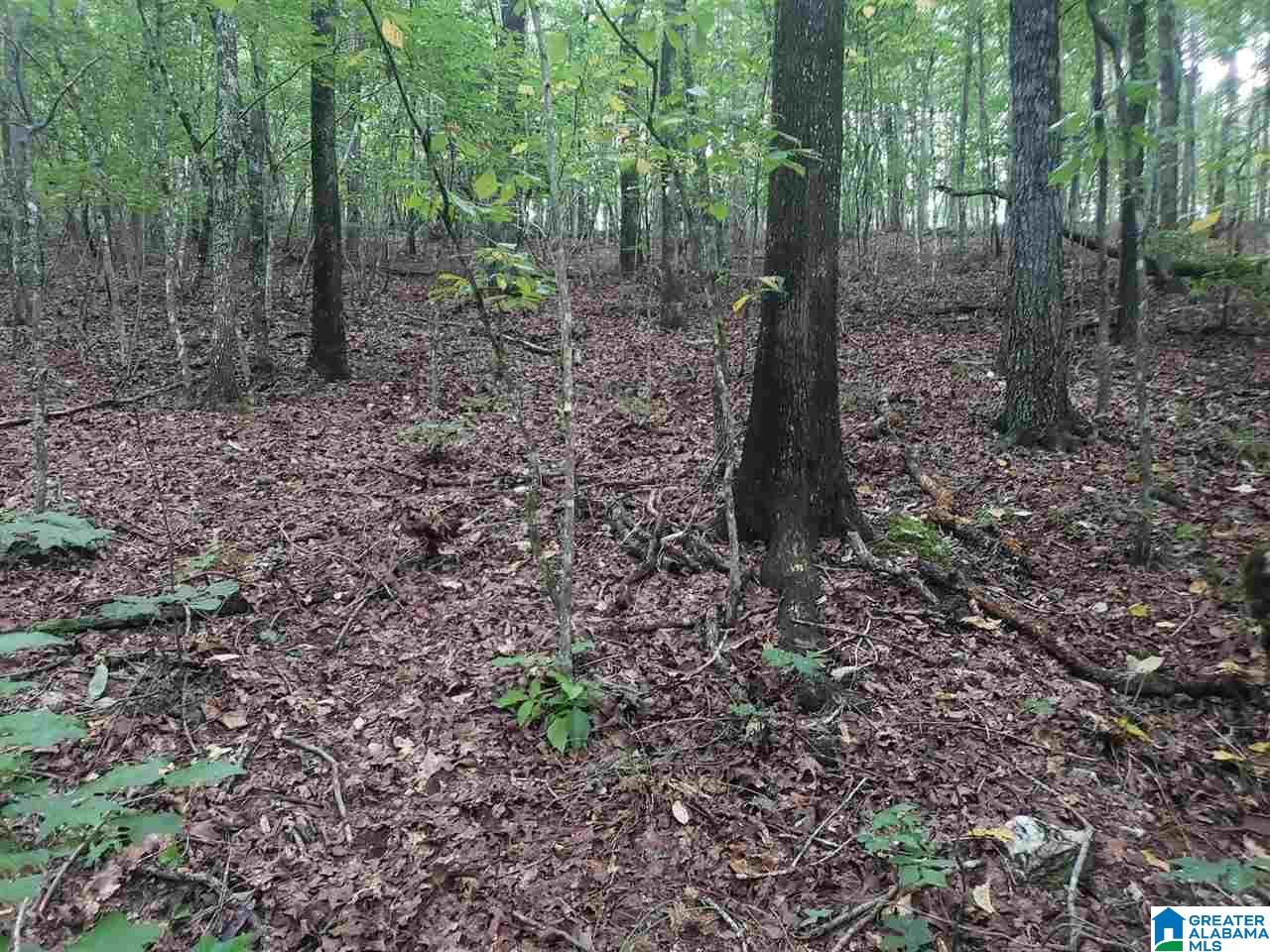 2229 County Road 82 Fruithurst, AL 36262 - Photo 10 of 12
