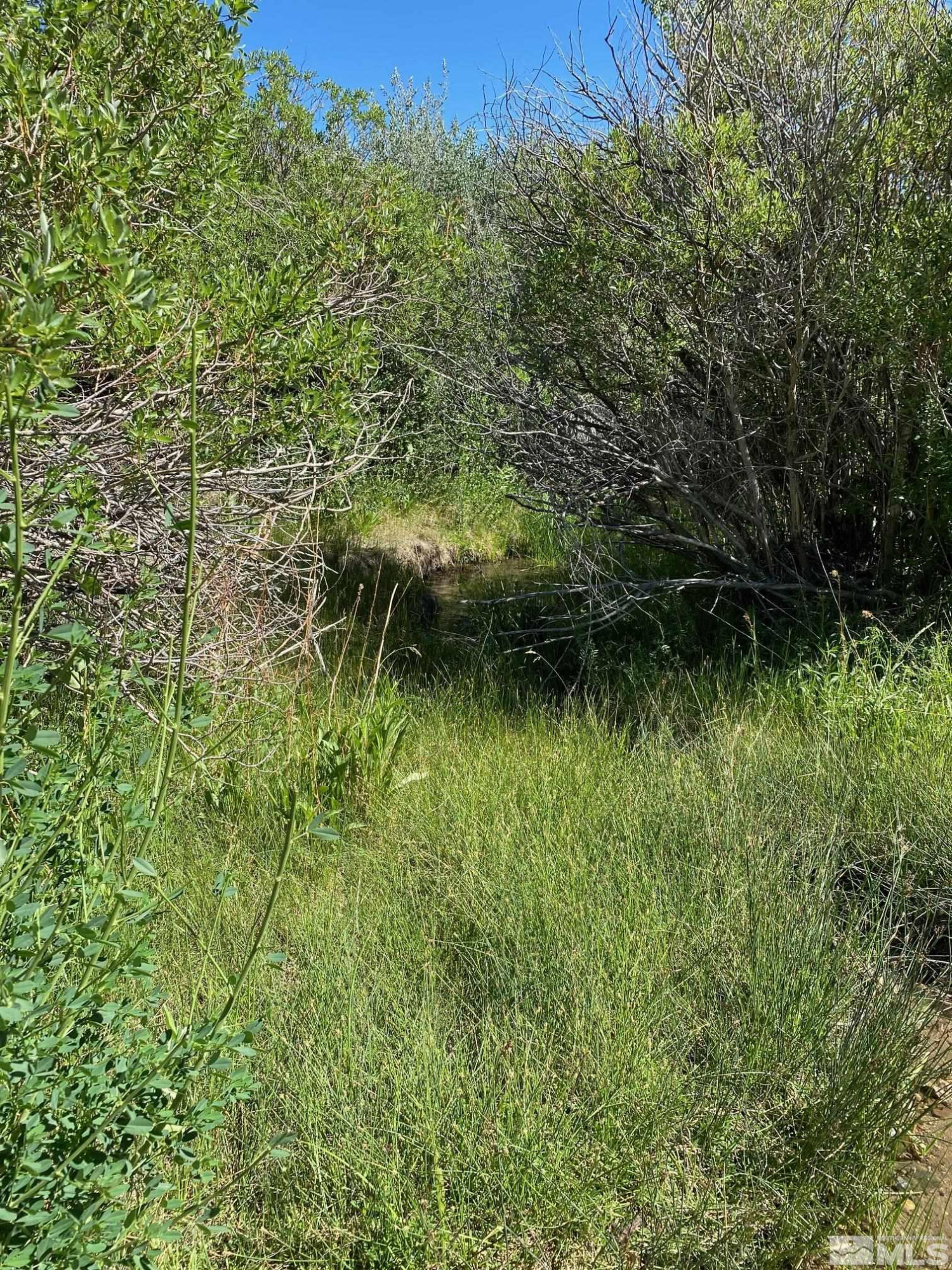 Tbd Eldorado Canyon Road Carson City, NV 89701 - Photo 11 of 20 a backyard of a house with a garden and plants
