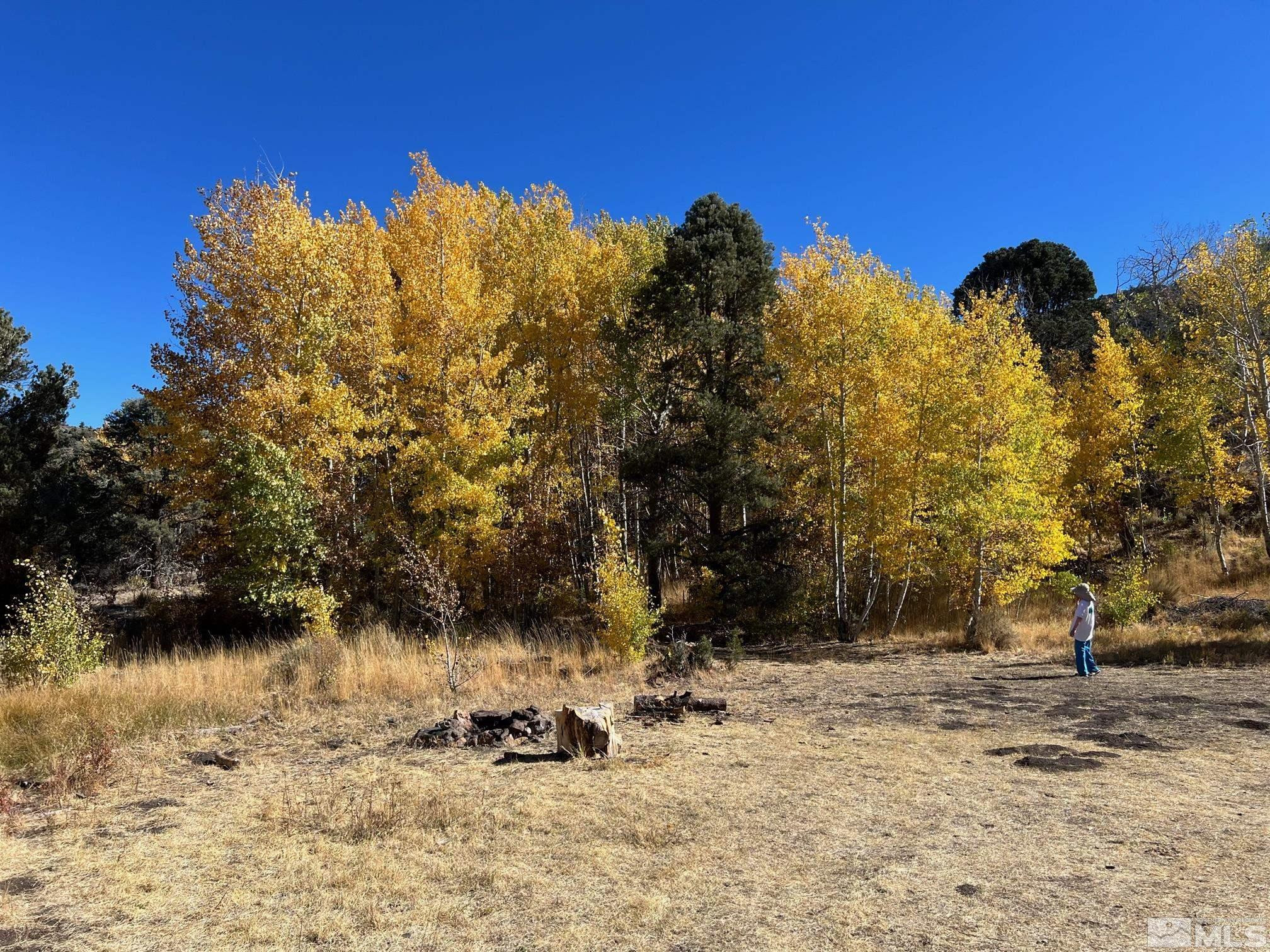 Tbd Eldorado Canyon Road Carson City, NV 89701 - Photo 16 of 20 a view of a yard with a tree