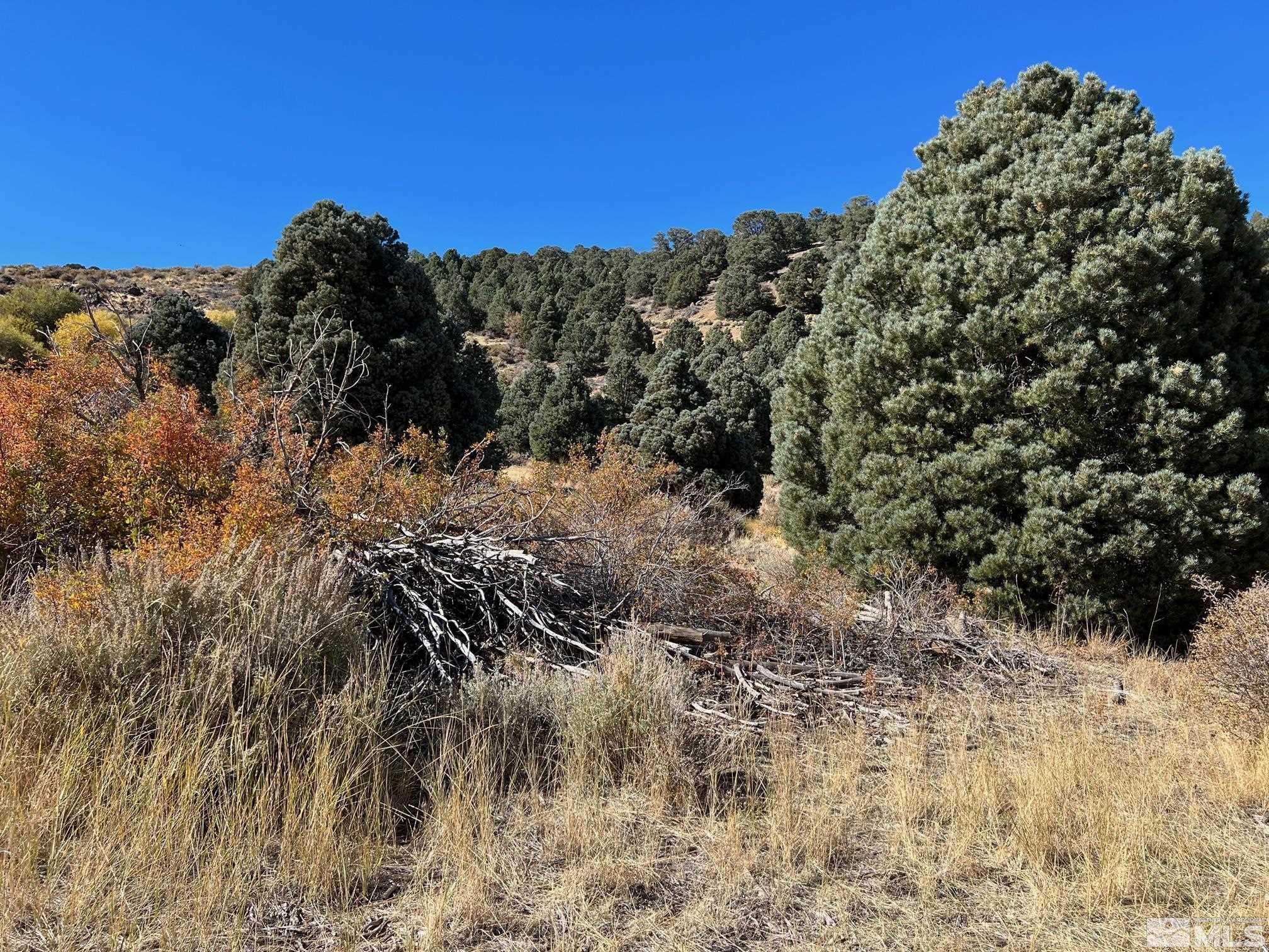 Tbd Eldorado Canyon Road Carson City, NV 89701 - Photo 17 of 20 a view of a yard with a tree