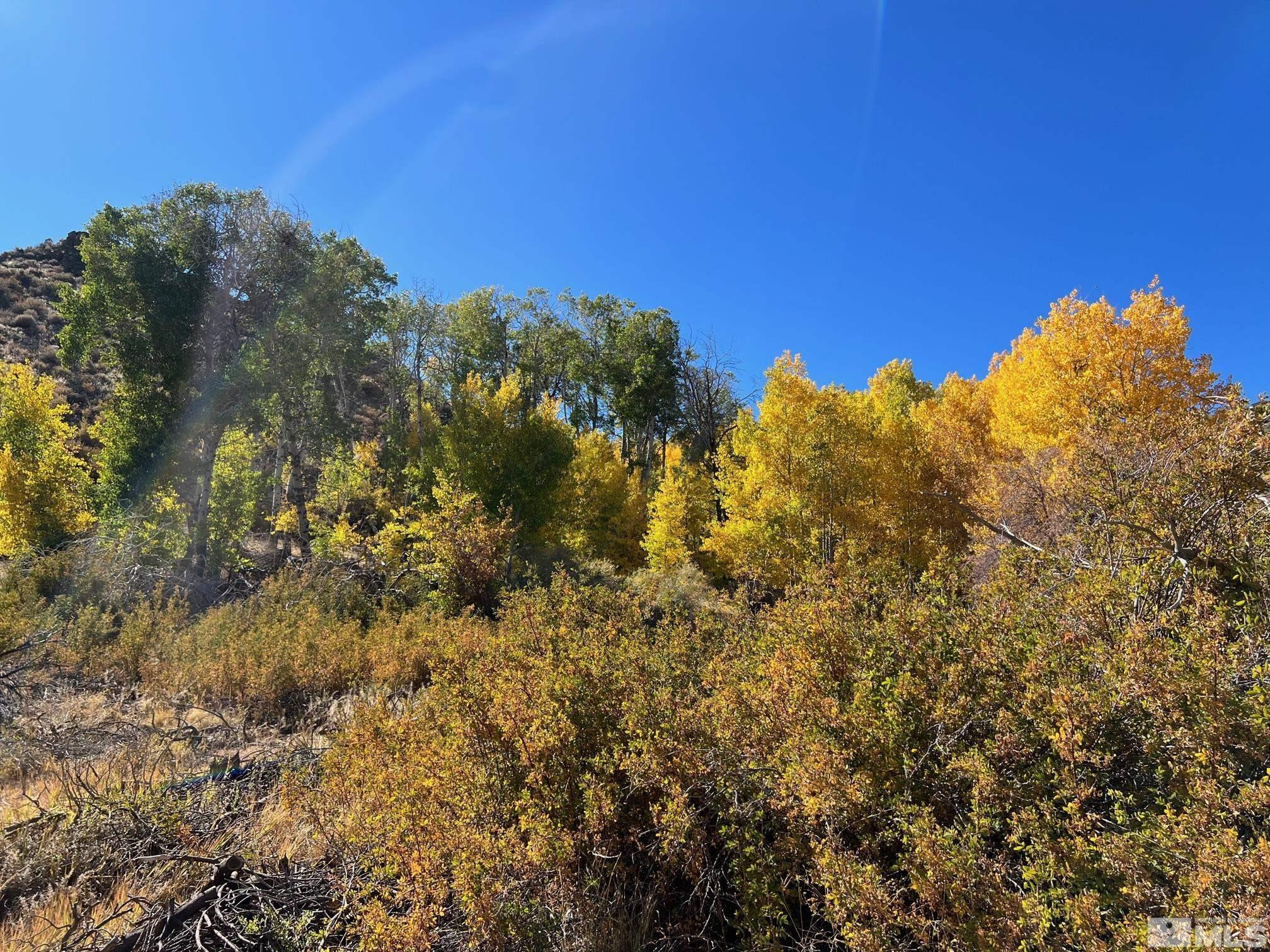 Tbd Eldorado Canyon Road Carson City, NV 89701 - Photo 19 of 20 a view of a bunch of trees and bushes
