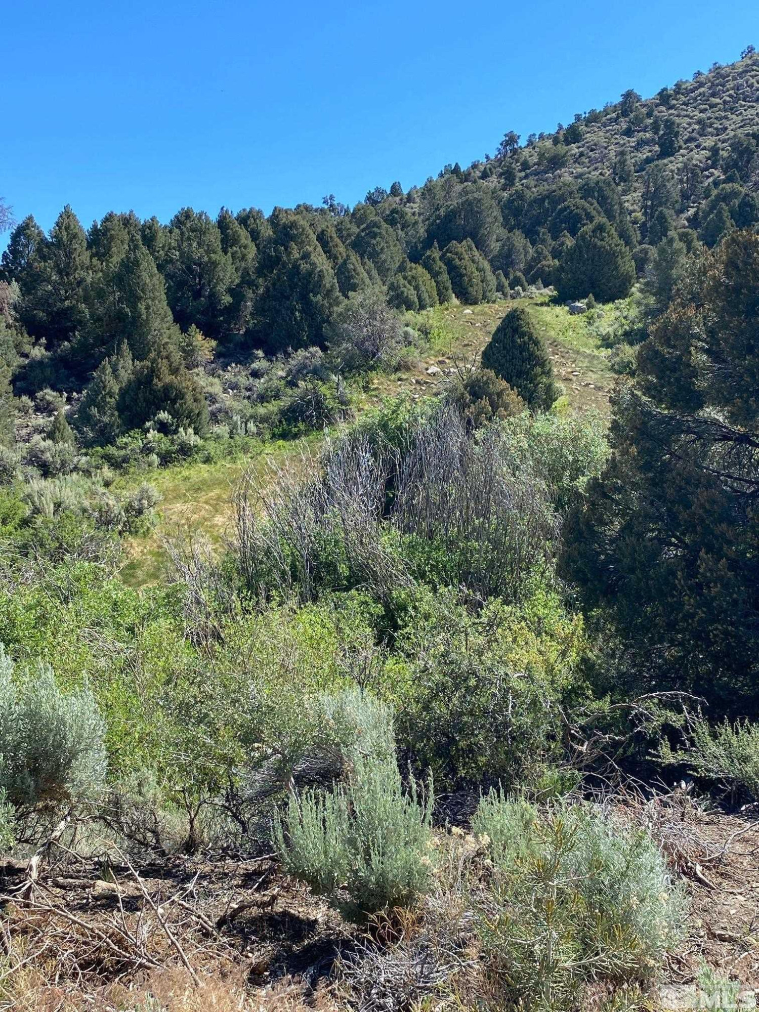 Tbd Eldorado Canyon Road Carson City, NV 89701 - Photo 10 of 20 a view of a lush green forest with lots of trees