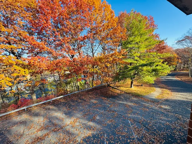 a view of a yard with an tree