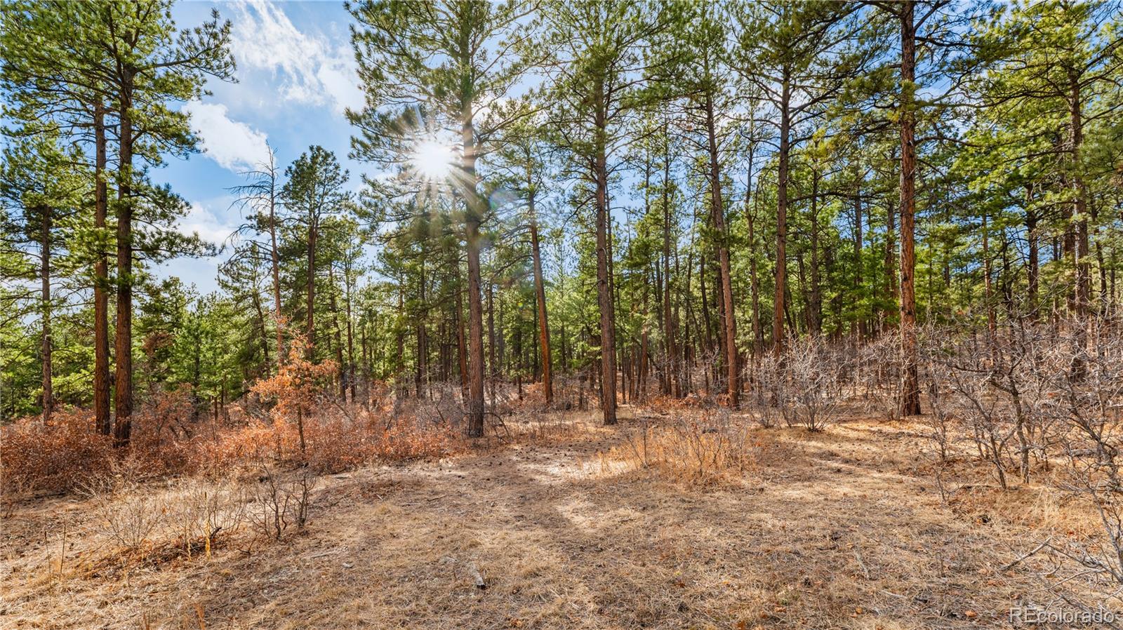 436 West Fox Farm Road Larkspur, CO 80118 - Photo 15 of 50 a view of outdoor space with trees