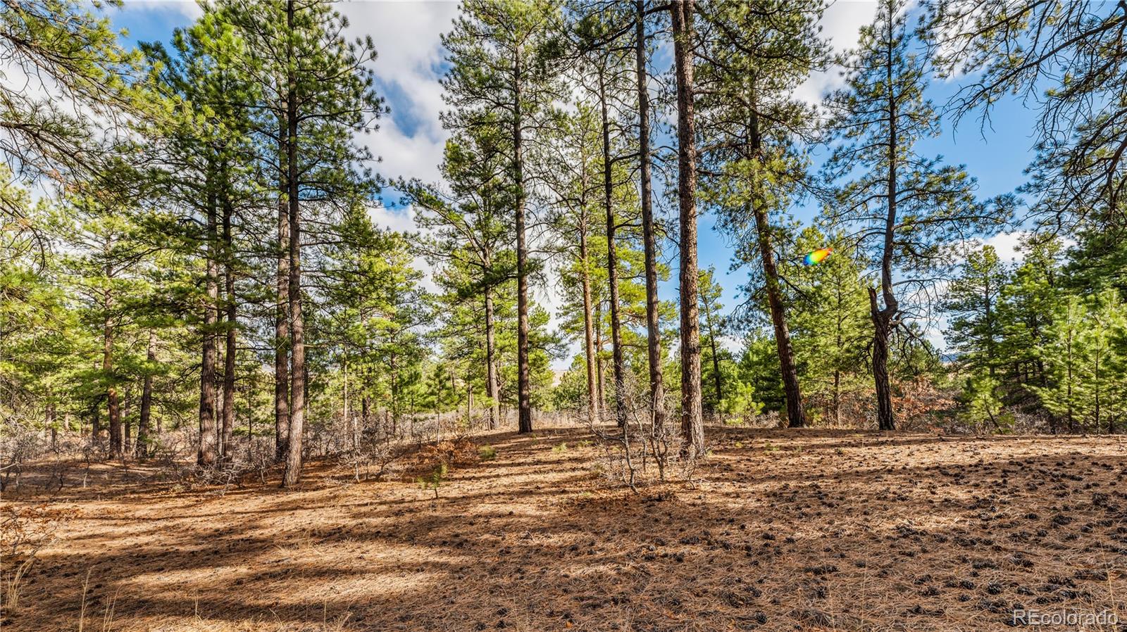 436 West Fox Farm Road Larkspur, CO 80118 - Photo 16 of 50 a view of a yard with trees
