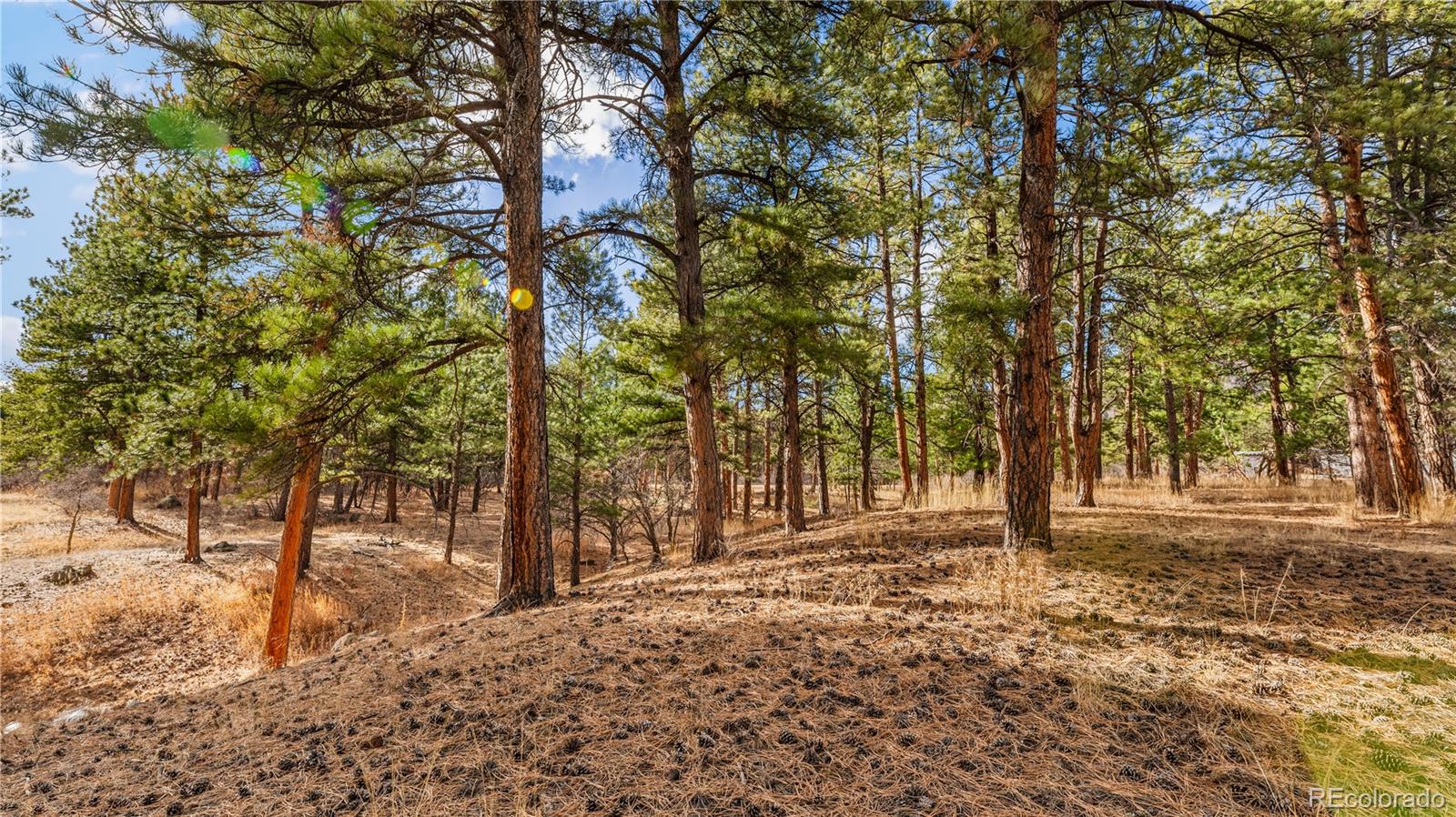 436 West Fox Farm Road Larkspur, CO 80118 - Photo 17 of 50 a view of road with trees