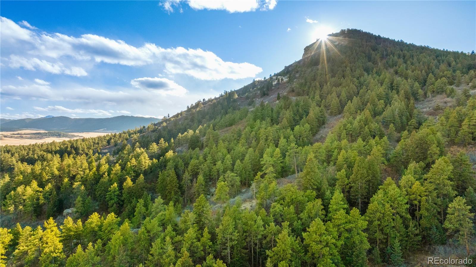 436 West Fox Farm Road Larkspur, CO 80118 - Photo 20 of 50 a view of a lush green forest with lots of trees