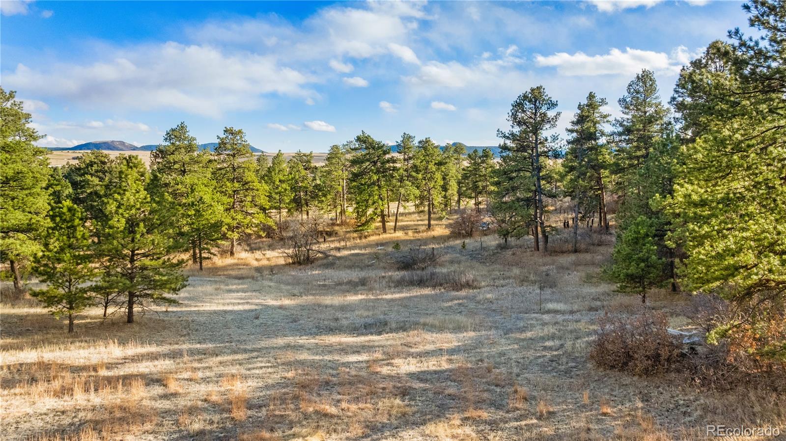 436 West Fox Farm Road Larkspur, CO 80118 - Photo 26 of 50 a view of a yard with trees