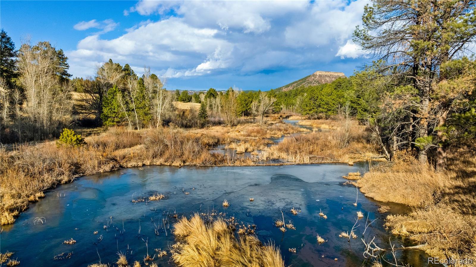 436 West Fox Farm Road Larkspur, CO 80118 - Photo 31 of 50 a view of a yard with an outdoor space