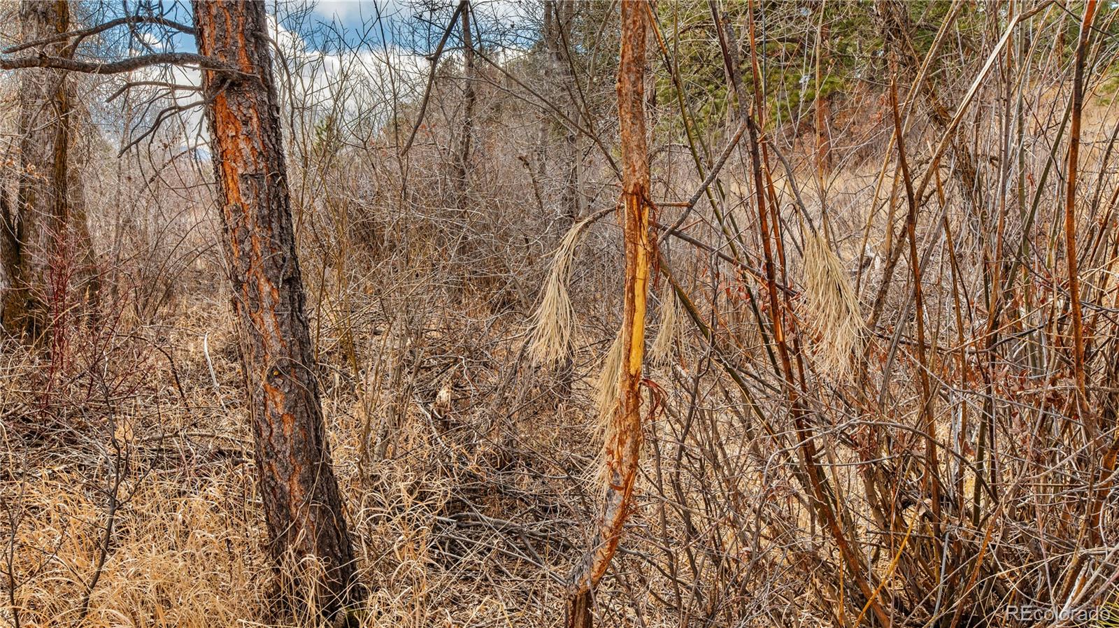 436 West Fox Farm Road Larkspur, CO 80118 - Photo 40 of 50