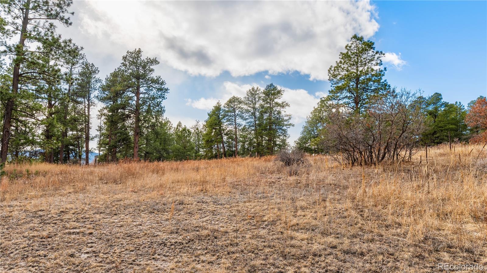 436 West Fox Farm Road Larkspur, CO 80118 - Photo 44 of 50 a view of a yard with a tree