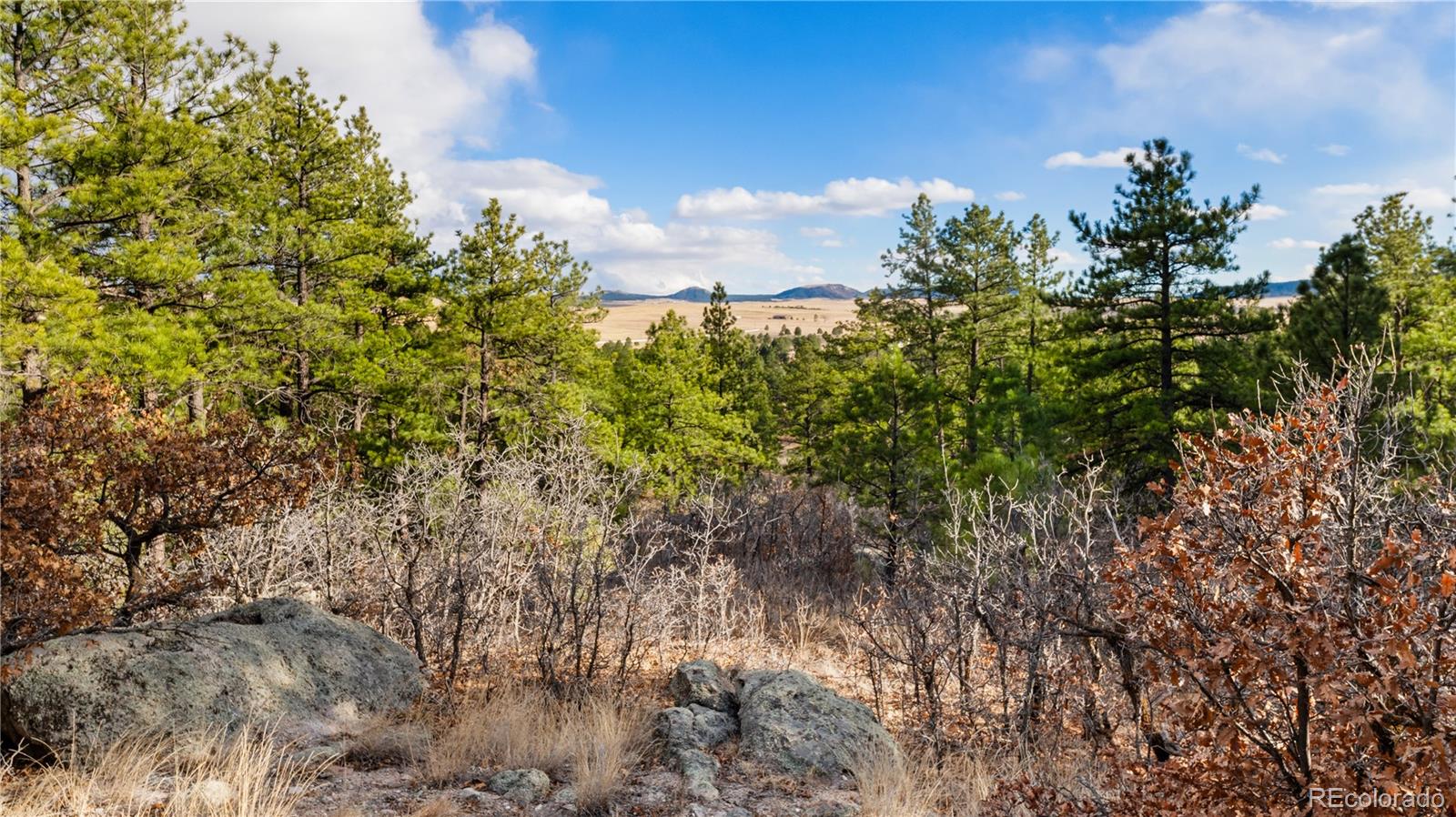 436 West Fox Farm Road Larkspur, CO 80118 - Photo 45 of 50 a view of a tree with a yard
