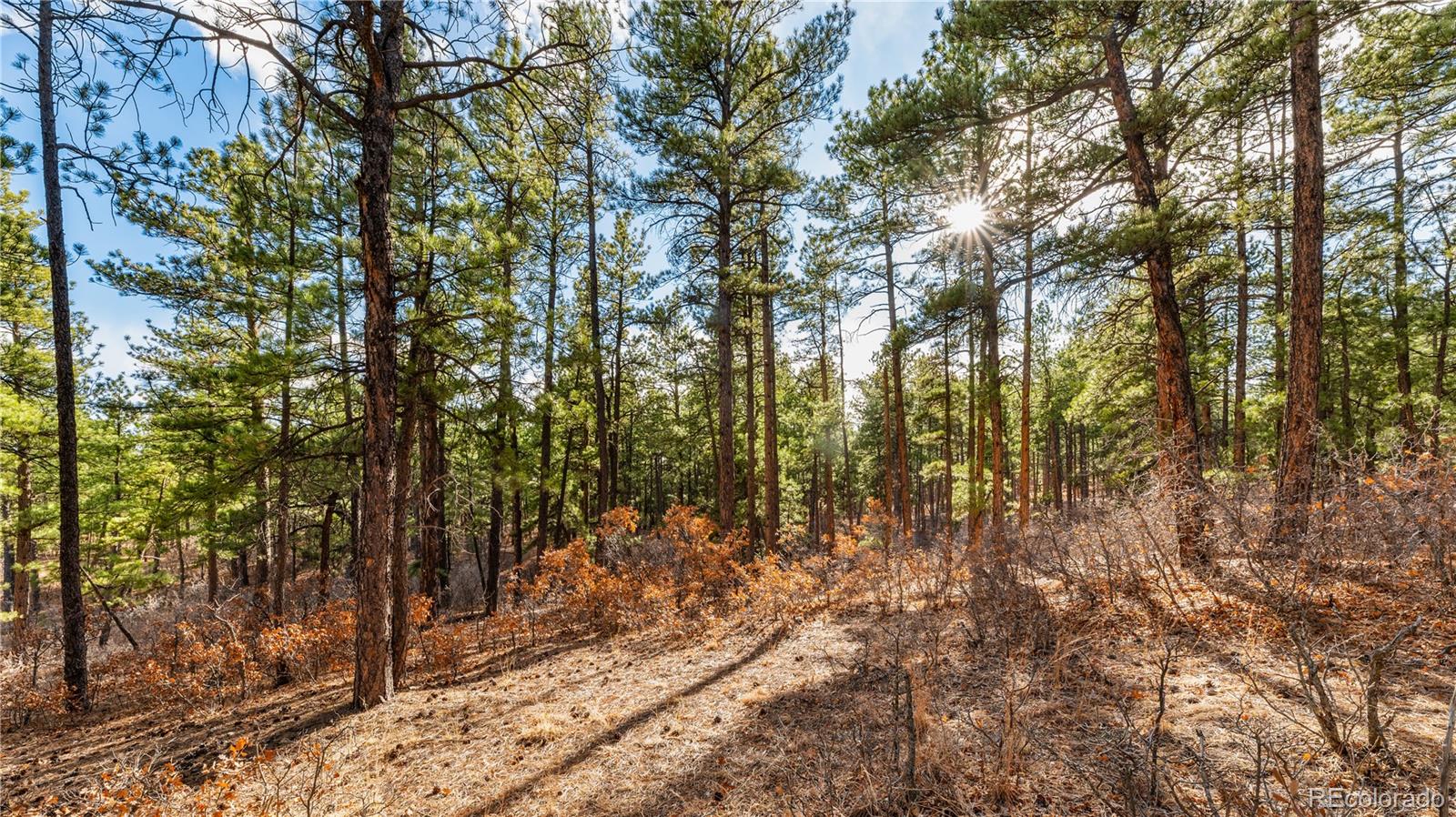 436 West Fox Farm Road Larkspur, CO 80118 - Photo 46 of 50 a view of forest