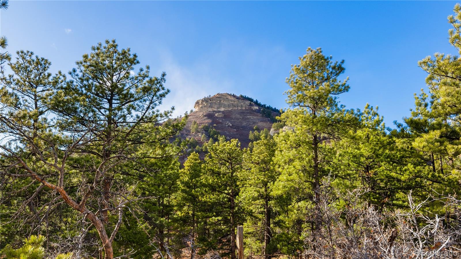 436 West Fox Farm Road Larkspur, CO 80118 - Photo 48 of 50 a view of a flower in a garden