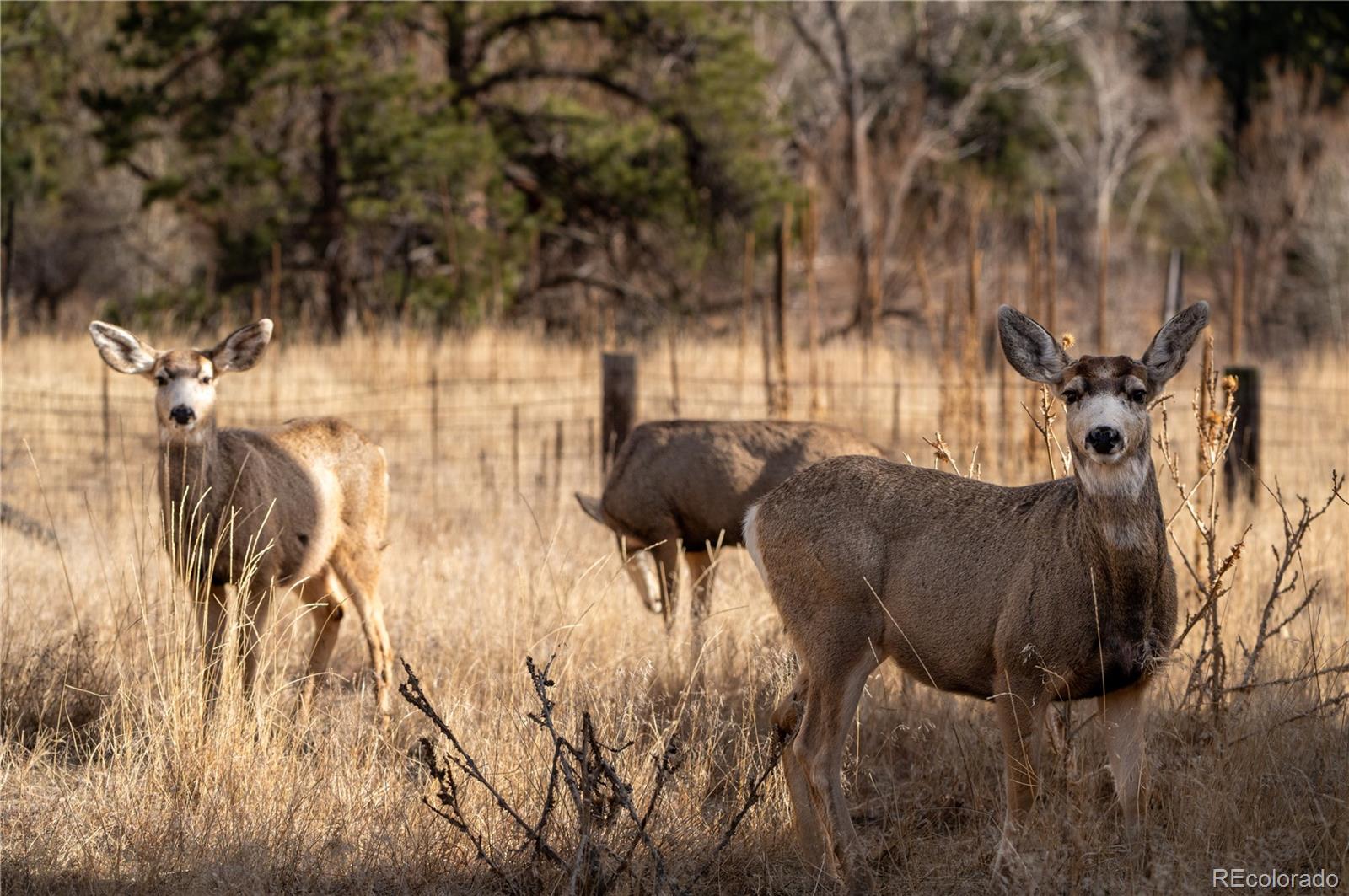 436 West Fox Farm Road Larkspur, CO 80118 - Photo 49 of 50 a view of a backyard