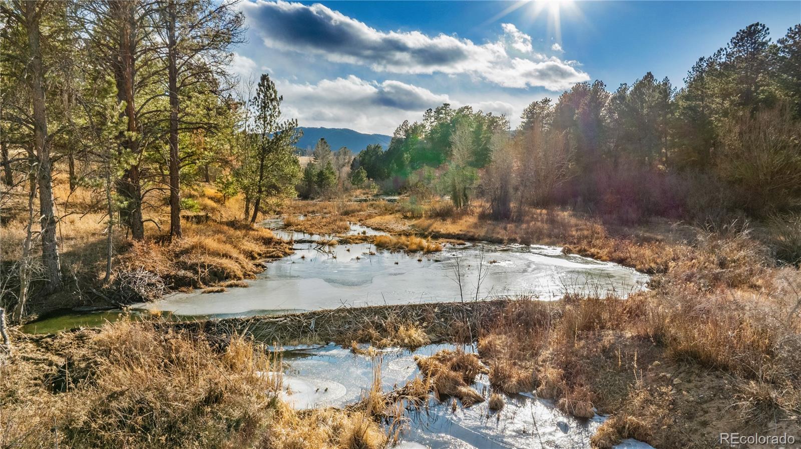 436 West Fox Farm Road Larkspur, CO 80118 - Photo 7 of 50 a view of a yard with trees