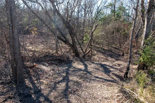 a view of a forest with lots of trees
