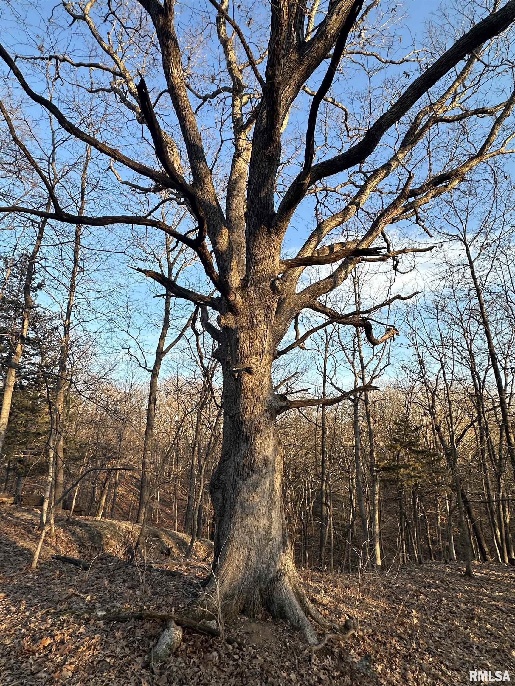 North Tarters Ferry Lane Smithfield, IL 61477 - Photo 16 of 38