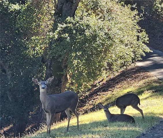 a view of a yard in a yard
