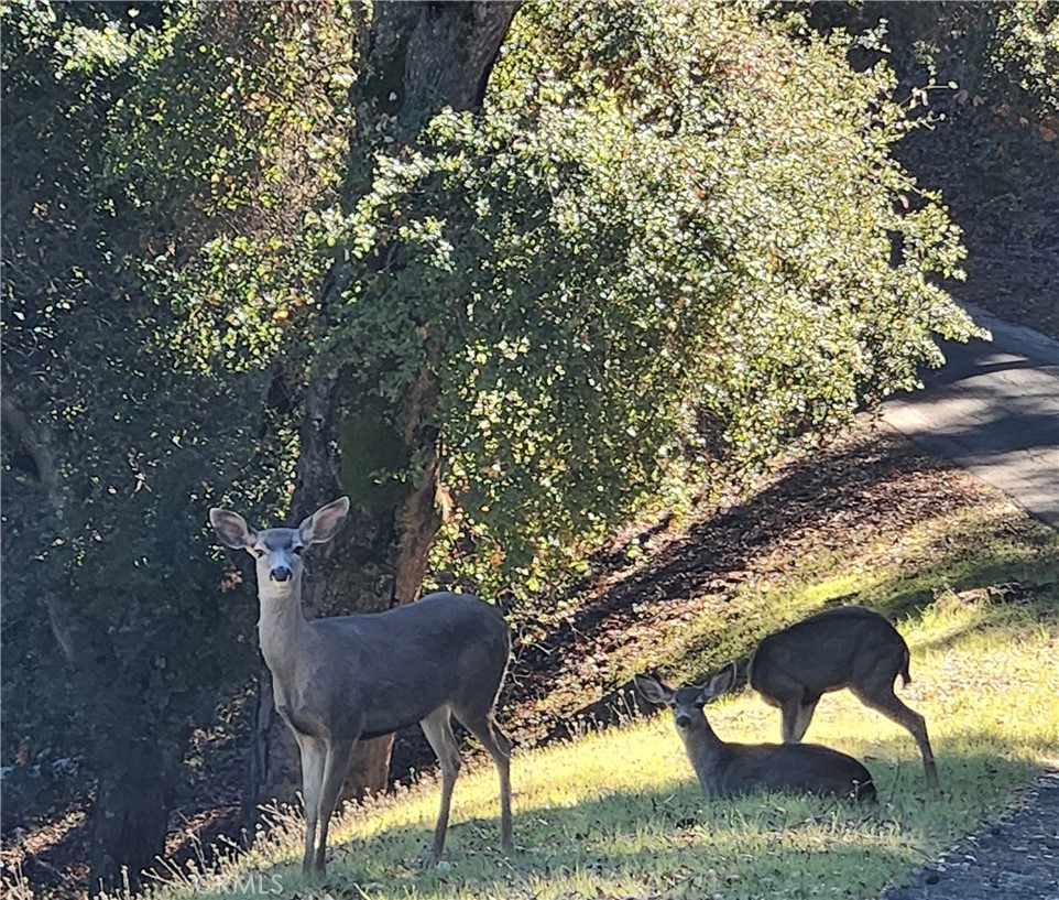a view of a yard in a yard