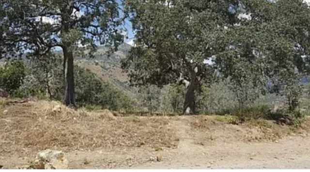 a view of a yard with a tree