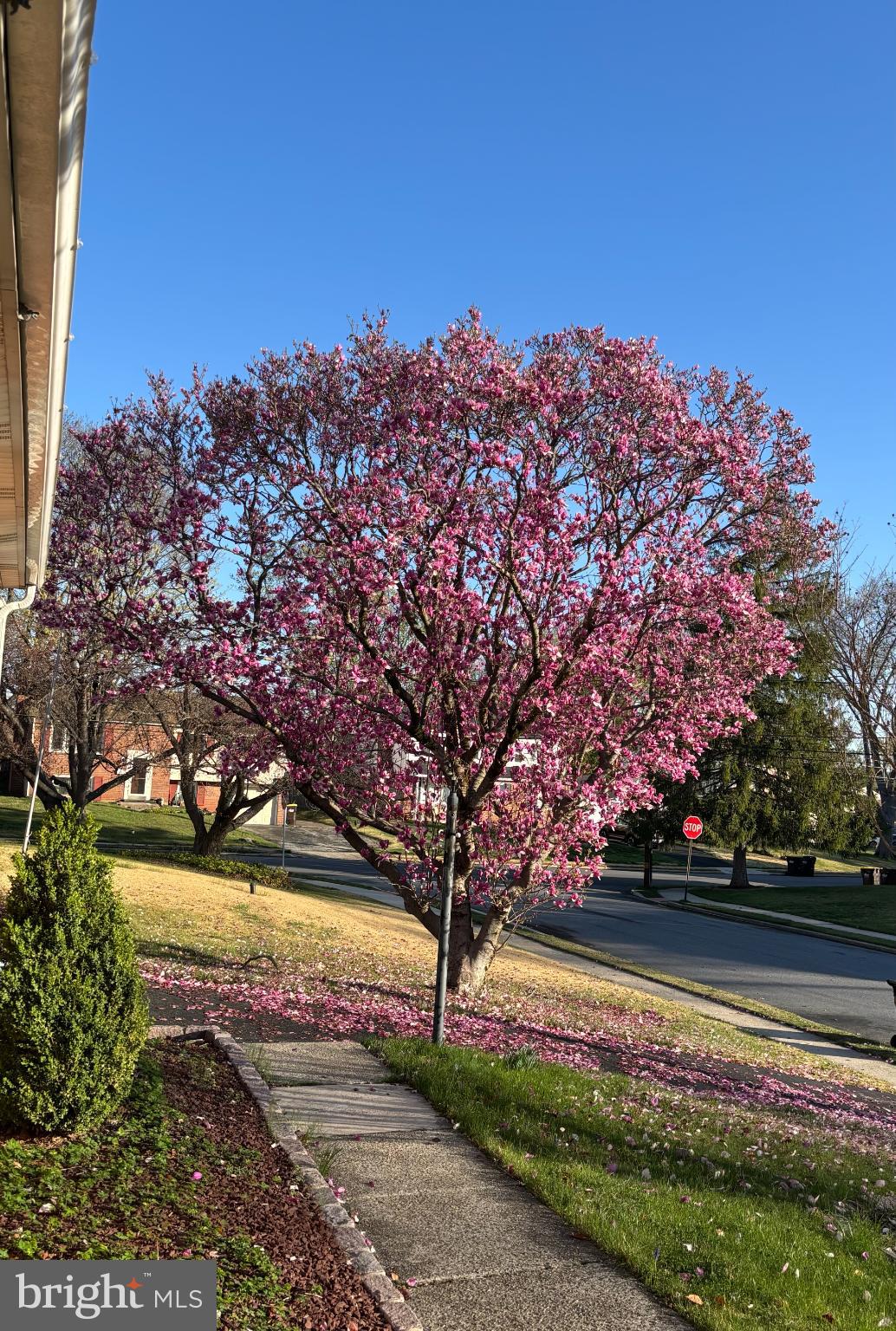 725 Springdell Road King of Prussia, PA 19406 - Photo 26 of 29 a view of a yard with a tree