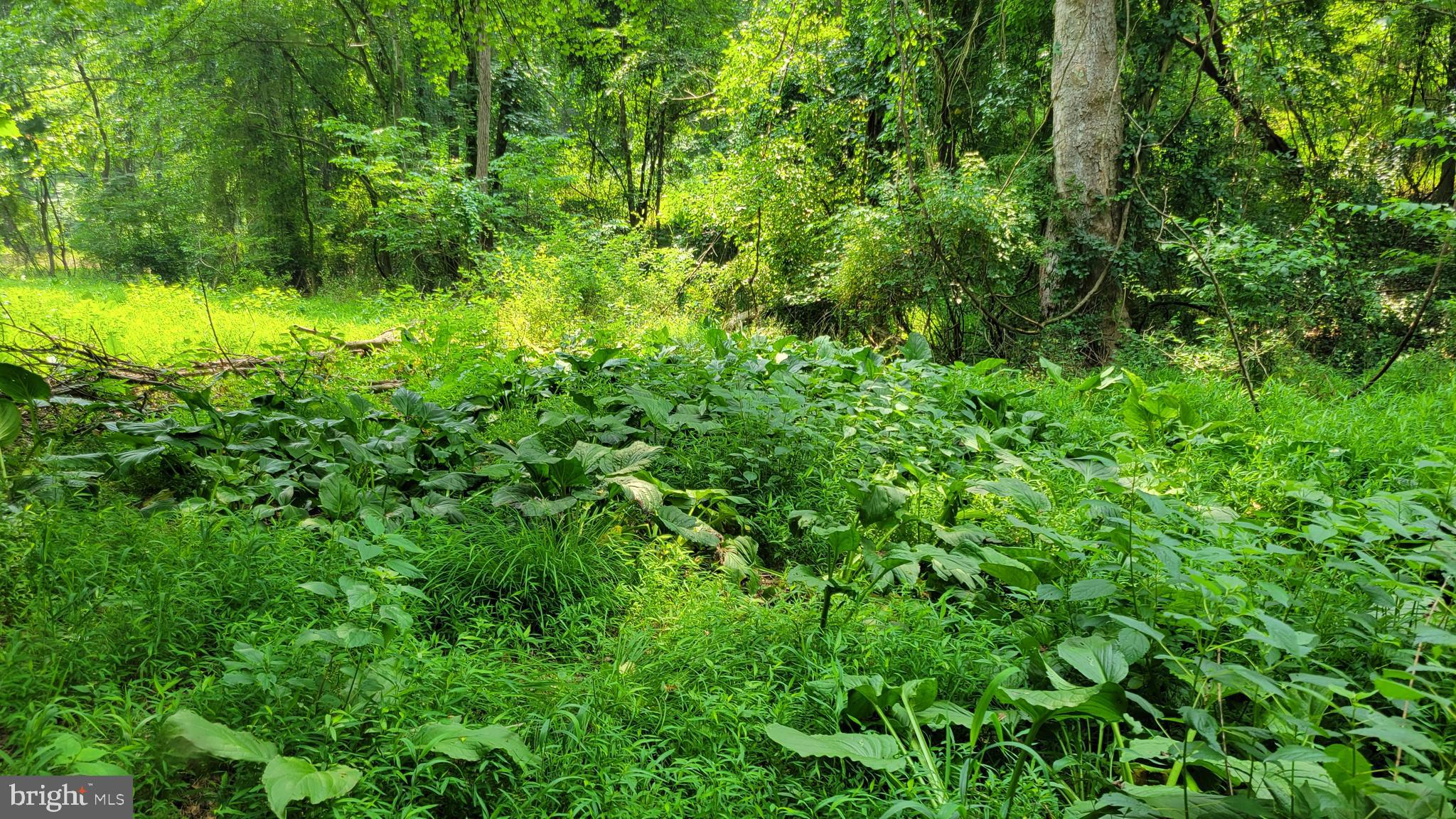 Rowe Monrovia, MD 21770 - Photo 6 of 11 bottom land adjacent to stream in the woods