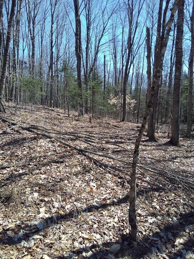 Lot 2.03 Mill Road Thorndike, ME 04986 - Photo 6 of 8 Land