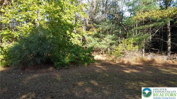 a view of a forest with trees in the background