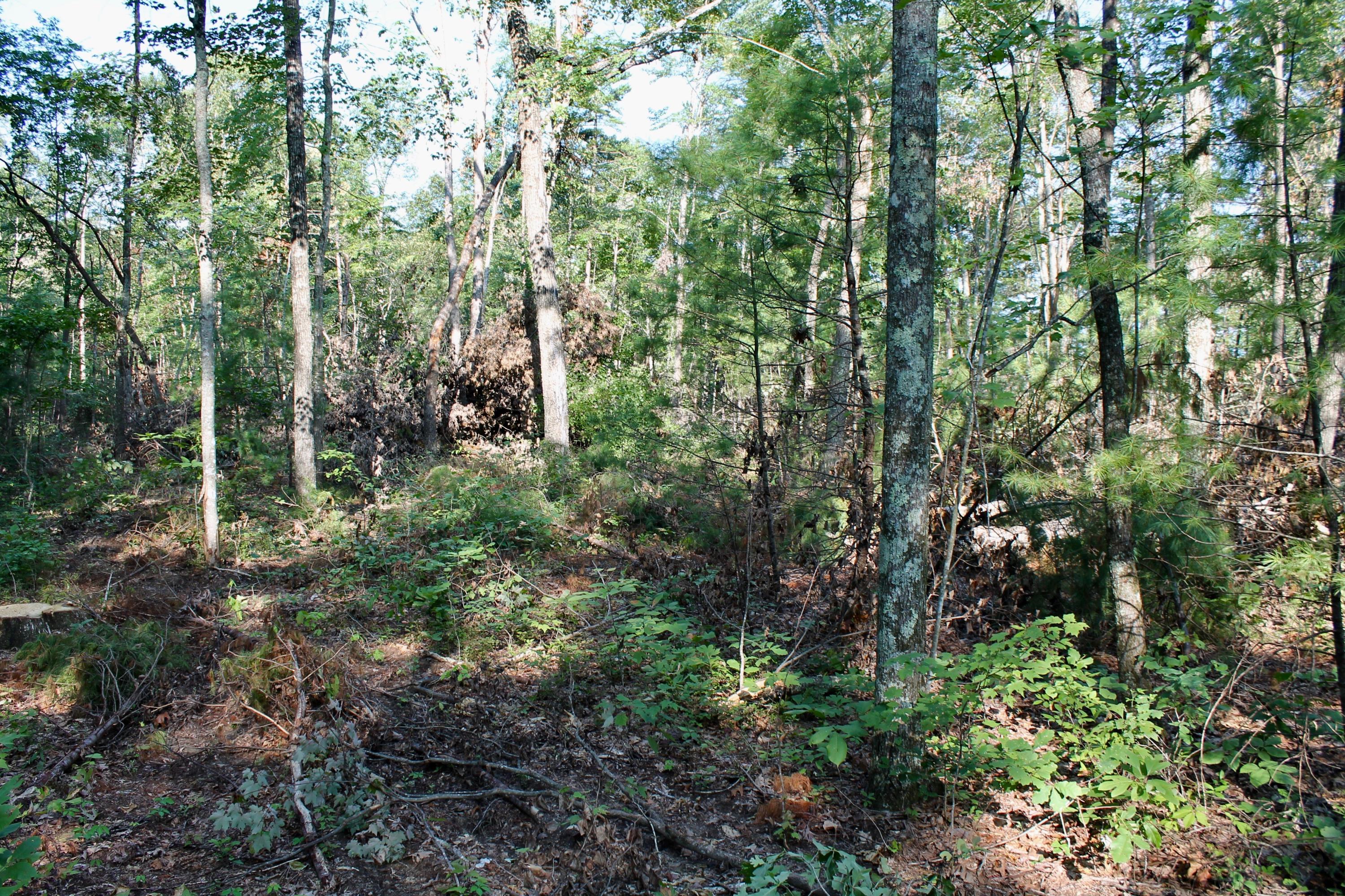 Adams Hill Deer Lodge, TN 37726 - Photo 15 of 40 15