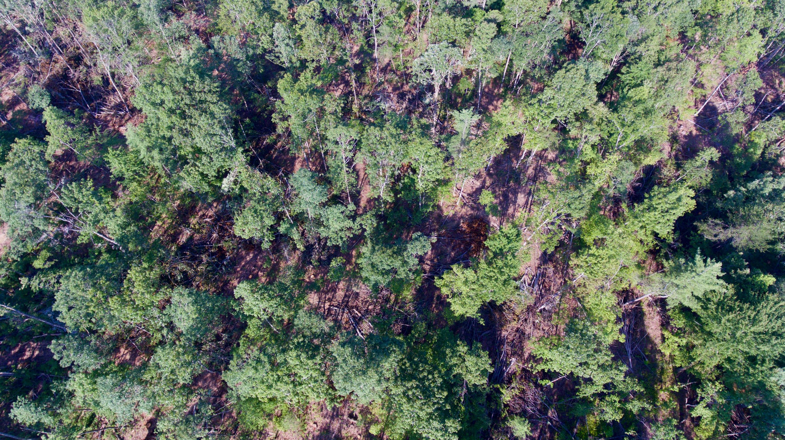 Adams Hill Deer Lodge, TN 37726 - Photo 3 of 40 3