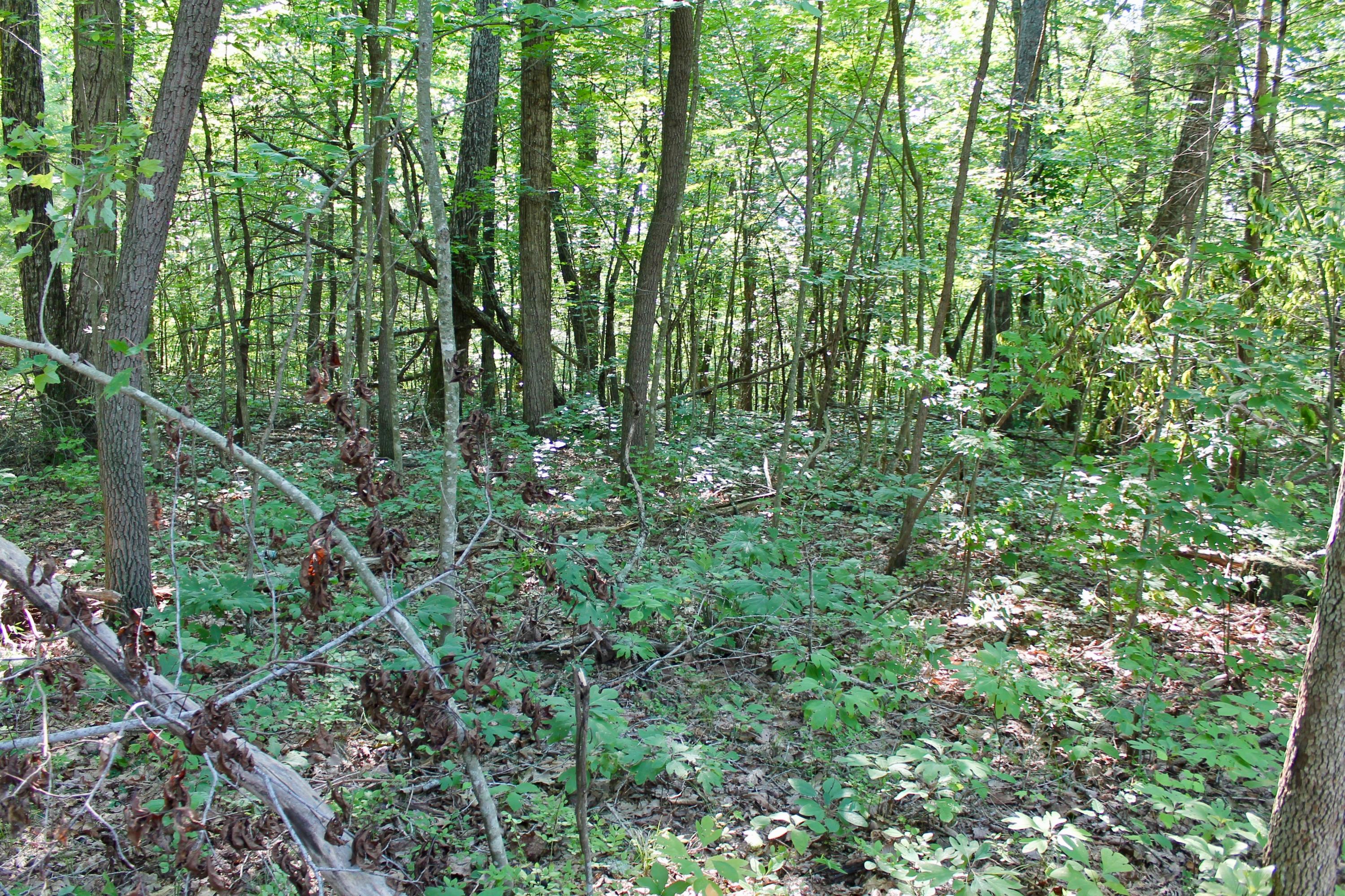 Adams Hill Deer Lodge, TN 37726 - Photo 24 of 40 24