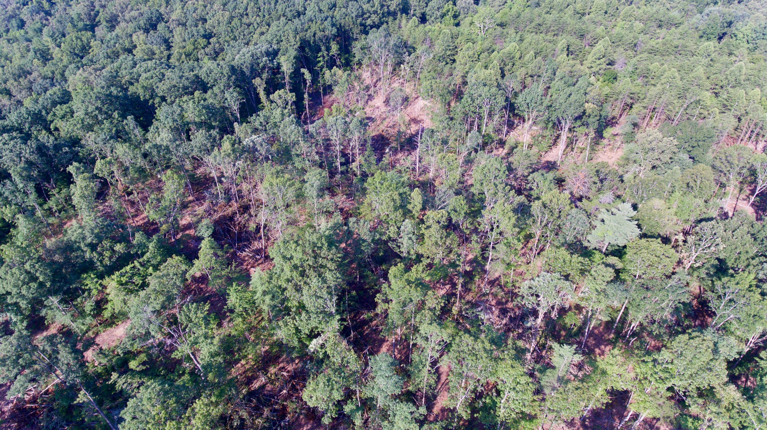 Adams Hill Deer Lodge, TN 37726 - Photo 34 of 40 DJI_0018