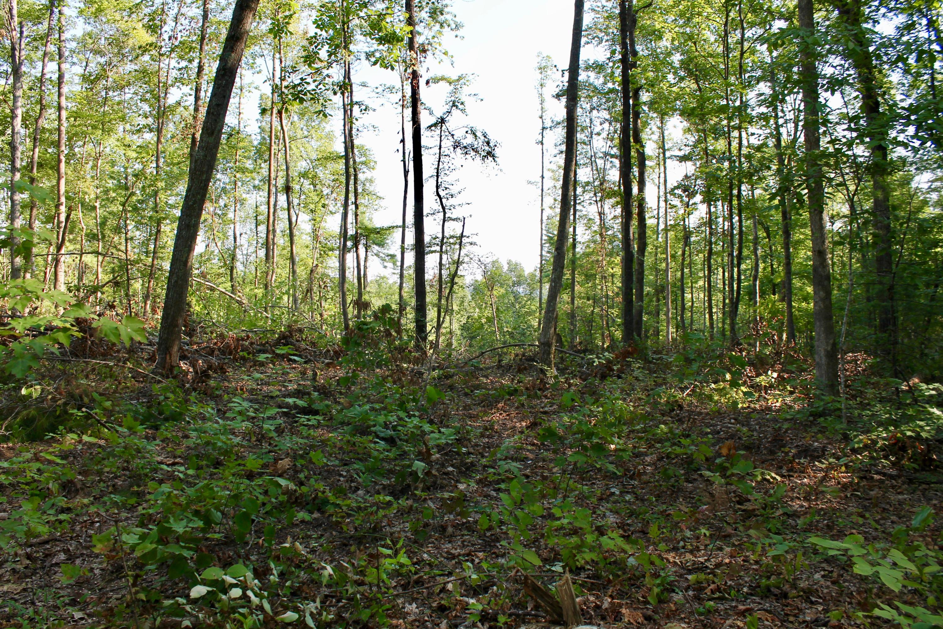 Adams Hill Deer Lodge, TN 37726 - Photo 36 of 40 IMG_6921