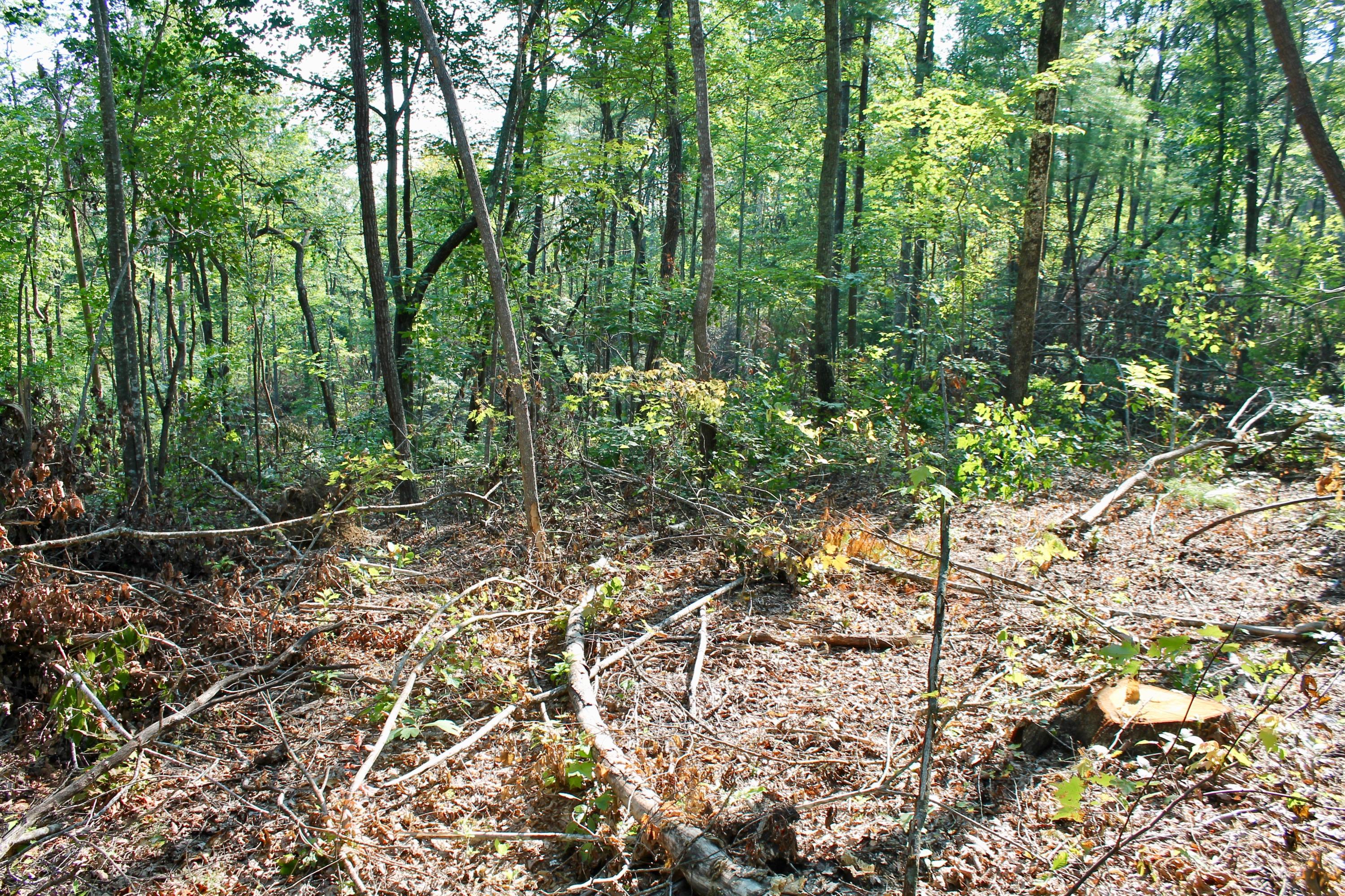 Adams Hill Deer Lodge, TN 37726 - Photo 38 of 40 IMG_6935