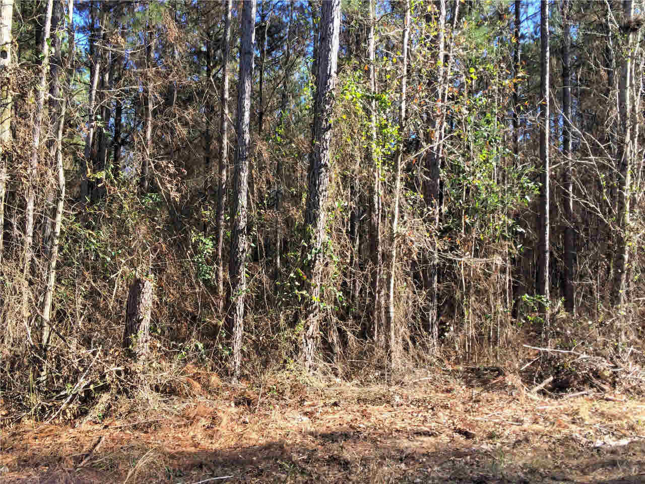 150 East Smith Road Mendenhall, MS 39114 - Photo 2 of 10 Photo 2