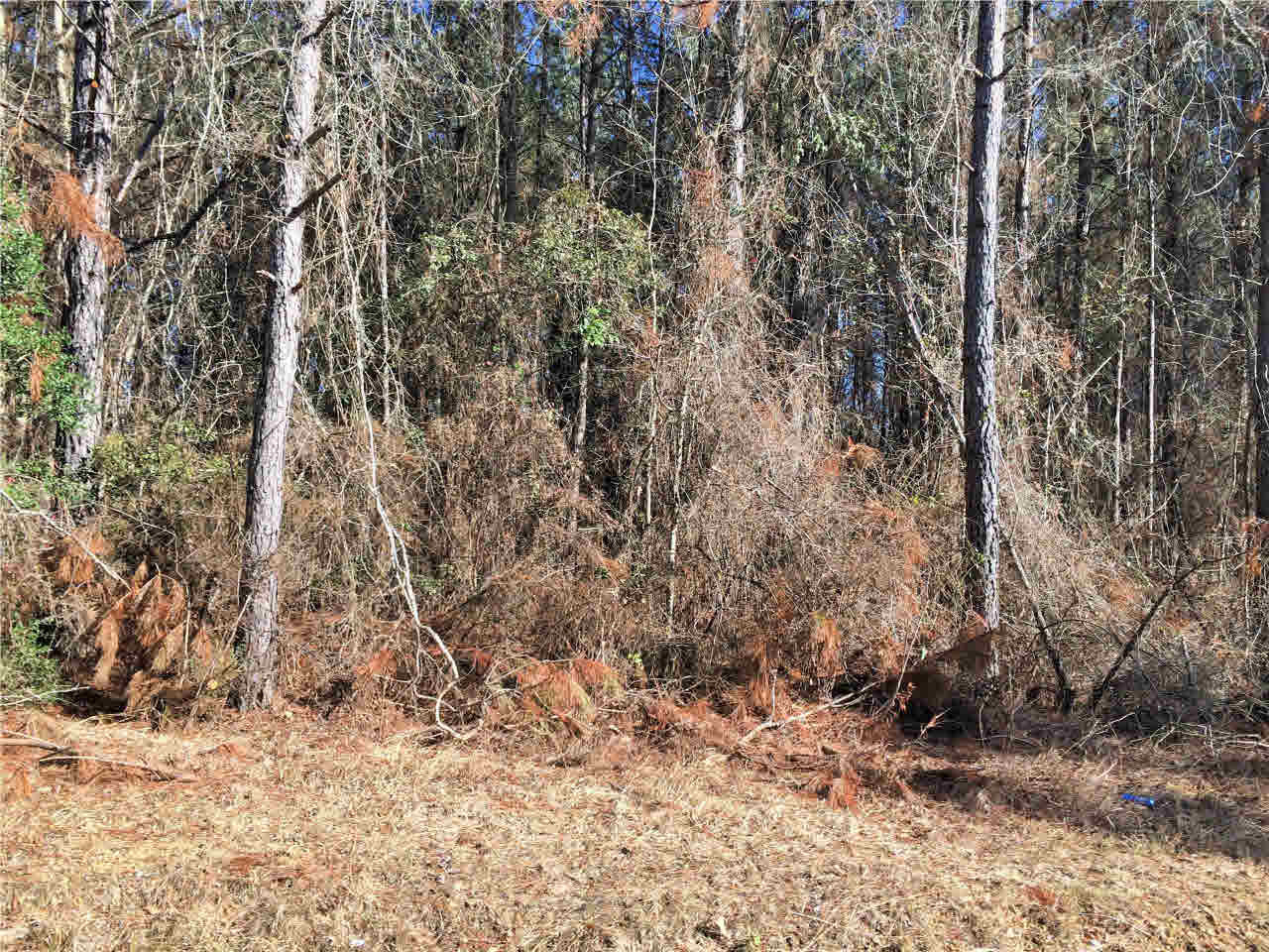 150 East Smith Road Mendenhall, MS 39114 - Photo 4 of 10 Photo 4
