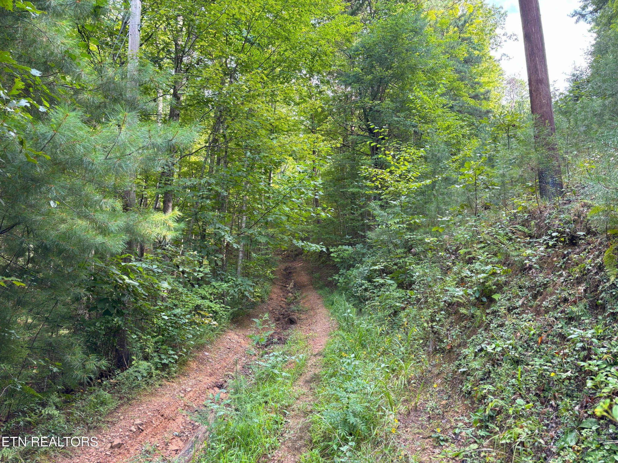 250 Seng Garden Road Tellico Plains, TN 37385 - Photo 12 of 15