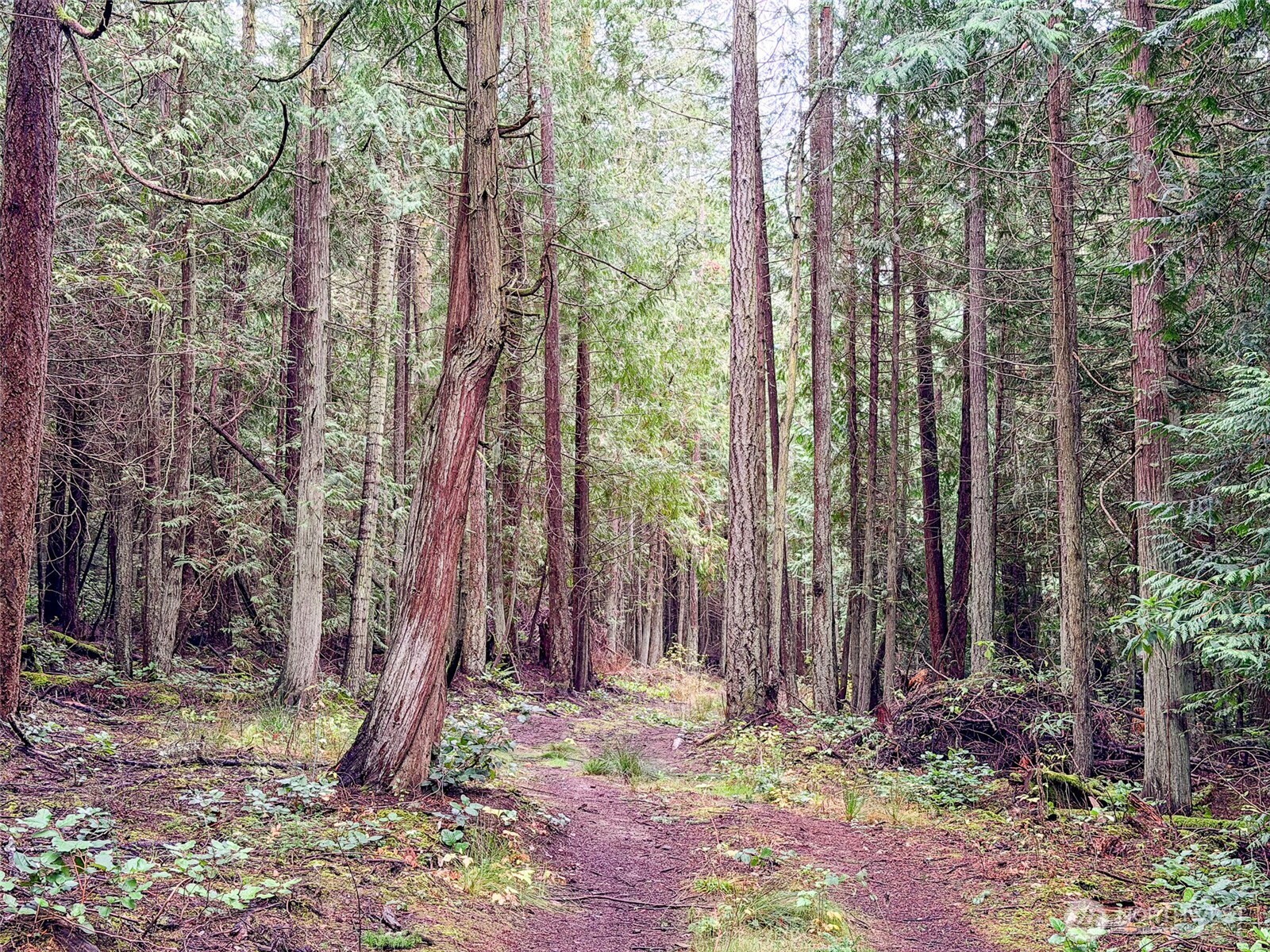9999 Protection Ridge Road Port Townsend, WA 98368 - Photo 11 of 39 a backyard of a house with lots of tall trees