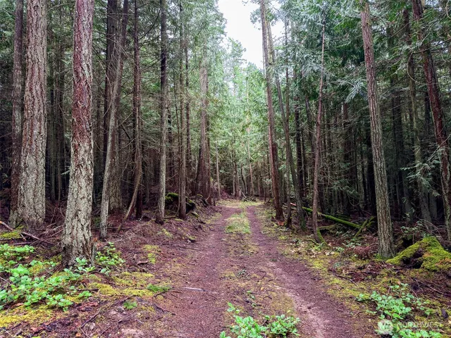 a view of a backyard with trees