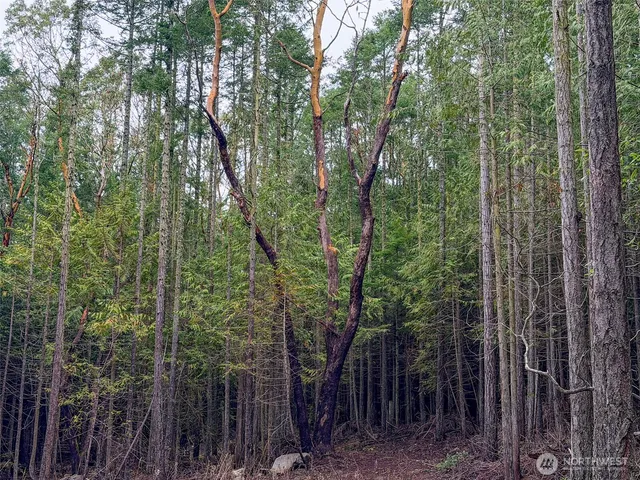 a view of a forest with trees