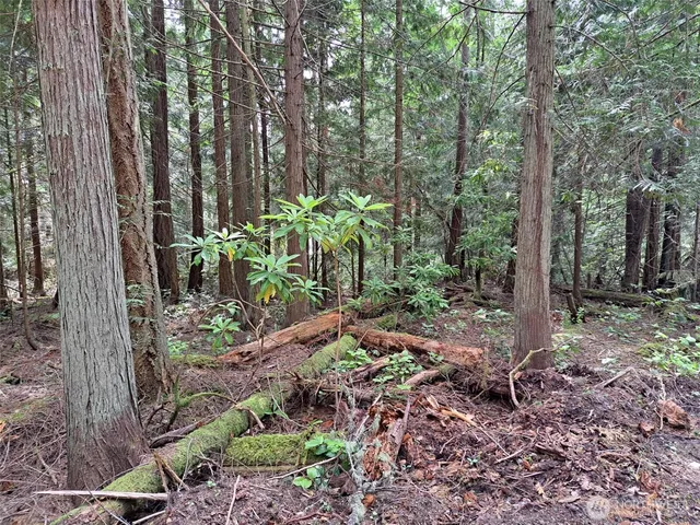 a garden with lots of trees