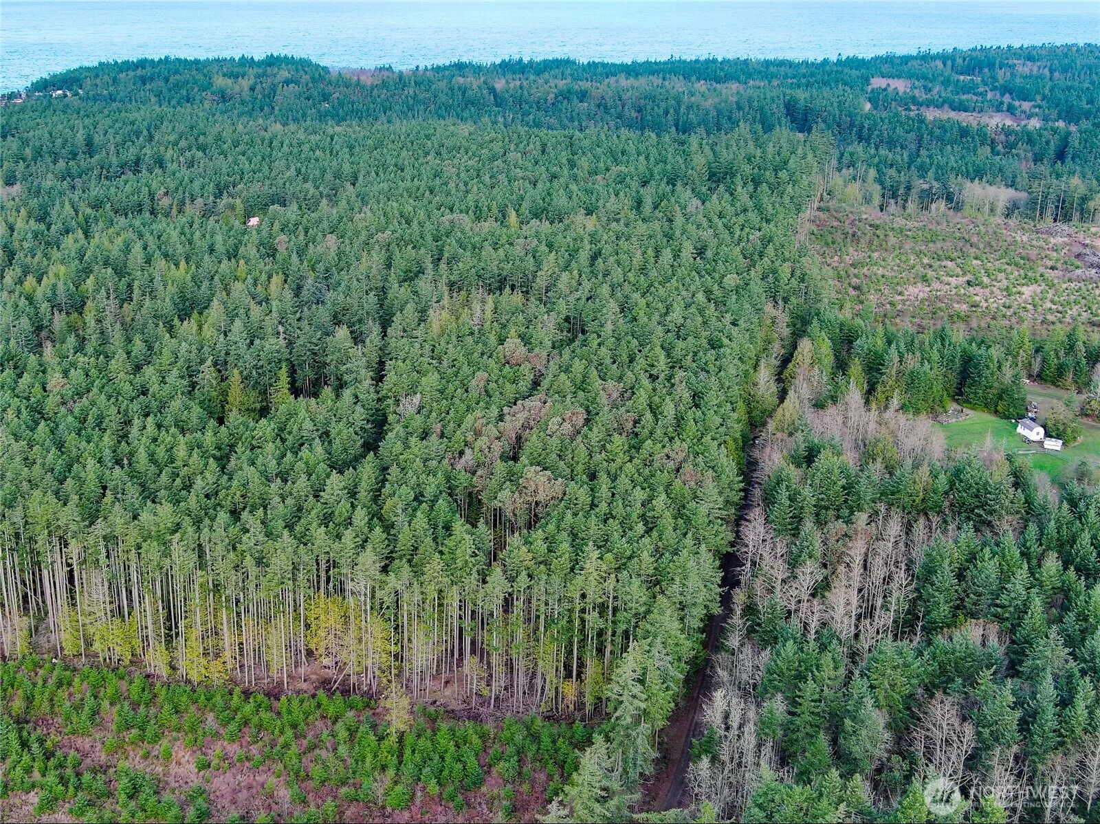 9999 Protection Ridge Road Port Townsend, WA 98368 - Photo 23 of 39 a view of a lush green forest with trees and some houses