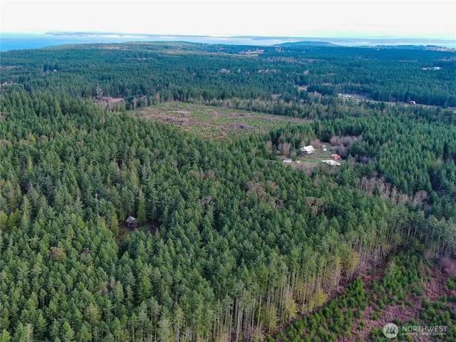 a view of a forest with a street view
