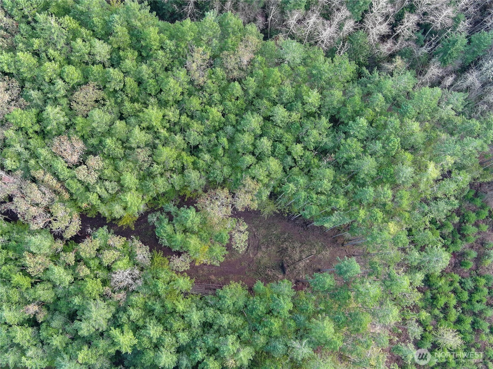 9999 Protection Ridge Road Port Townsend, WA 98368 - Photo 33 of 39 a view of a yard with a tree