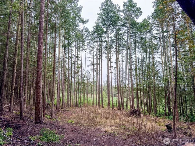 a green field with lots of trees