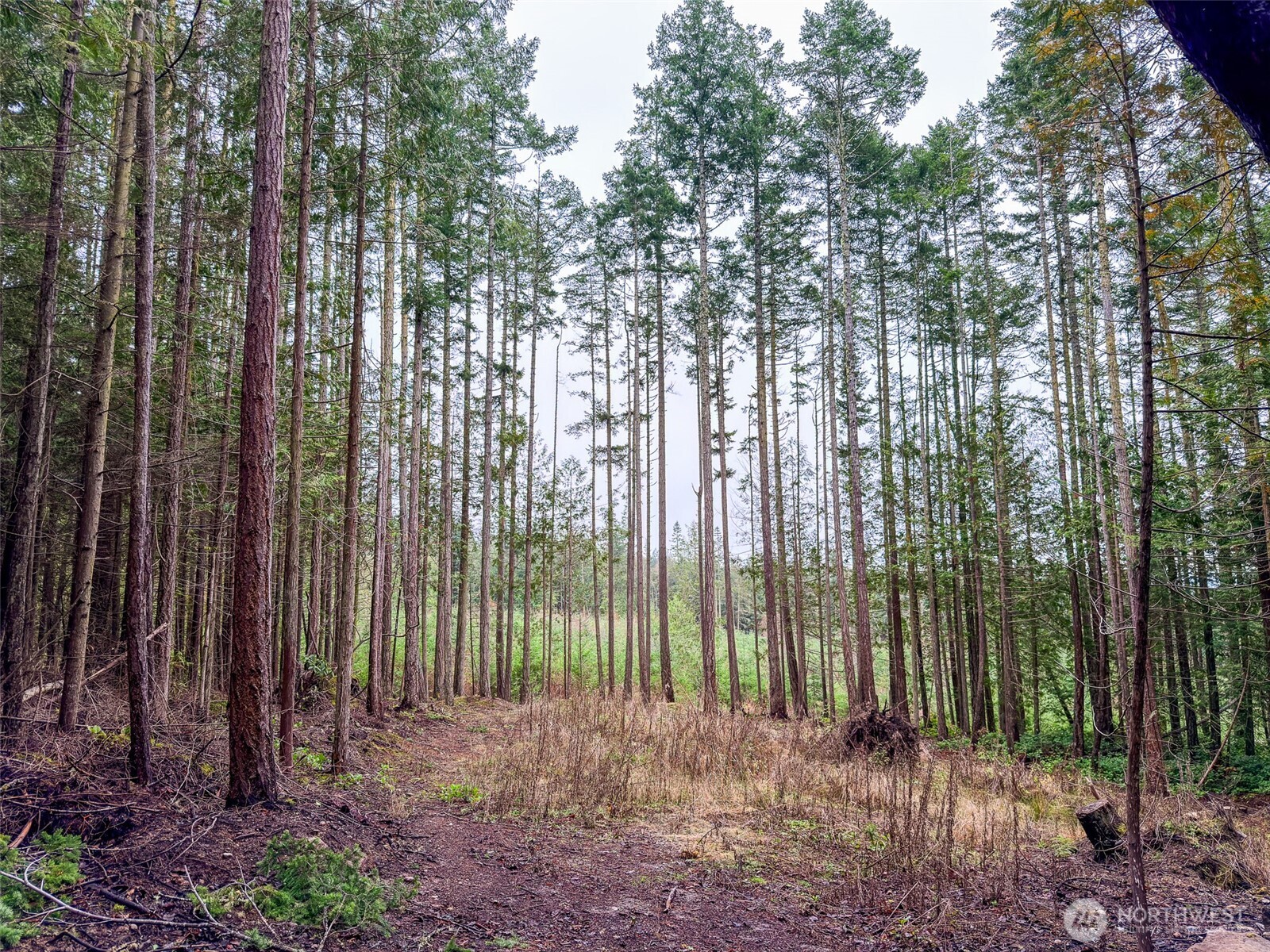 9999 Protection Ridge Road Port Townsend, WA 98368 - Photo 6 of 39 a green field with lots of trees