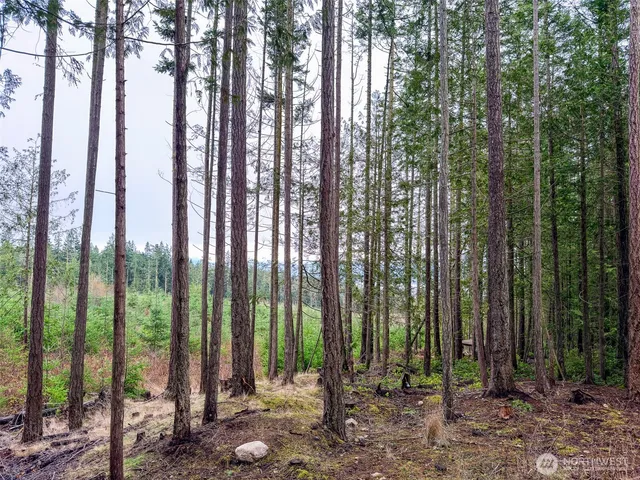 a view of outdoor space with lots of green trees