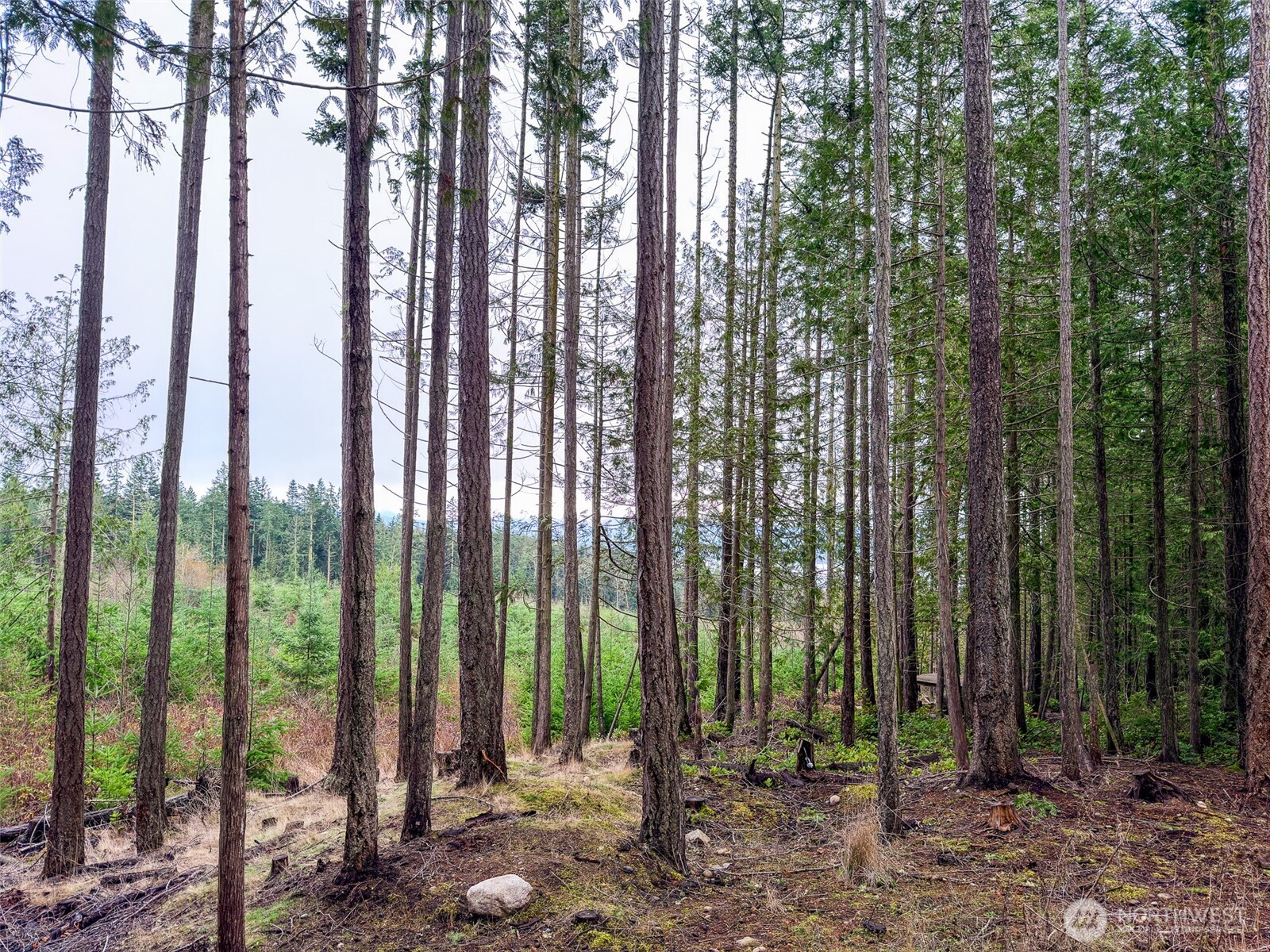 9999 Protection Ridge Road Port Townsend, WA 98368 - Photo 8 of 39 a view of outdoor space with lots of green trees